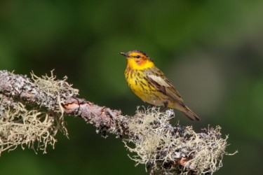 Cape May Warbler Michigan
