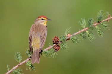 Palm Warbler Michigan