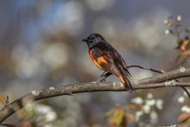 American Redstart Allegheny New York