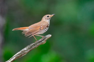 Hermit Thrush Michigan
