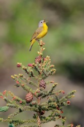 Nashville Warbler Michigan
