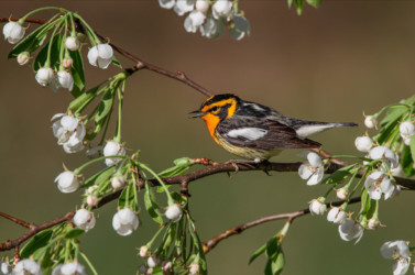 Blackburnian Warbler Allegheny New York
