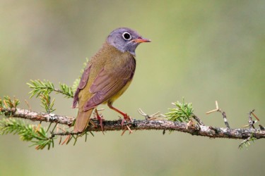 Connecticut Warbler Michigan