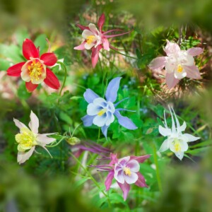Columbine montage