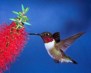 Male Ruby-throated Hummingbird Lutcher Louisiana