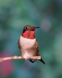 Male Ruby-throated Hummingbird Lutcher Louisiana