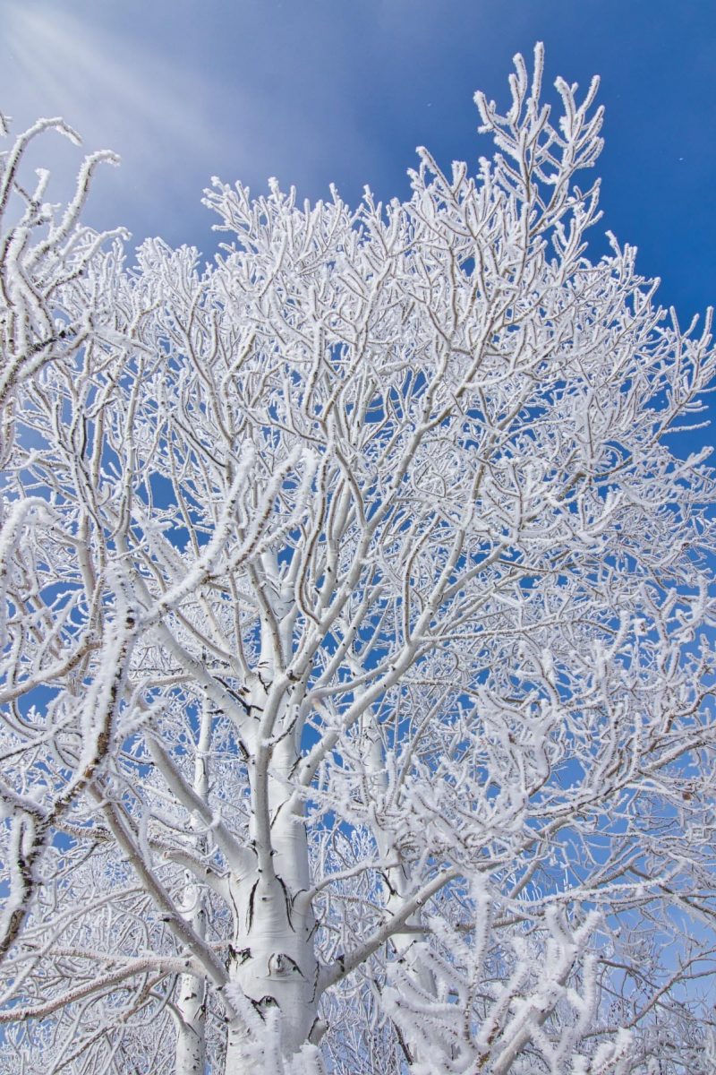 Aspen Hoarfrost